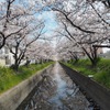 桜トンネル