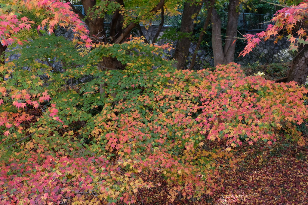 有馬紅葉