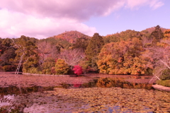 京都　龍安寺