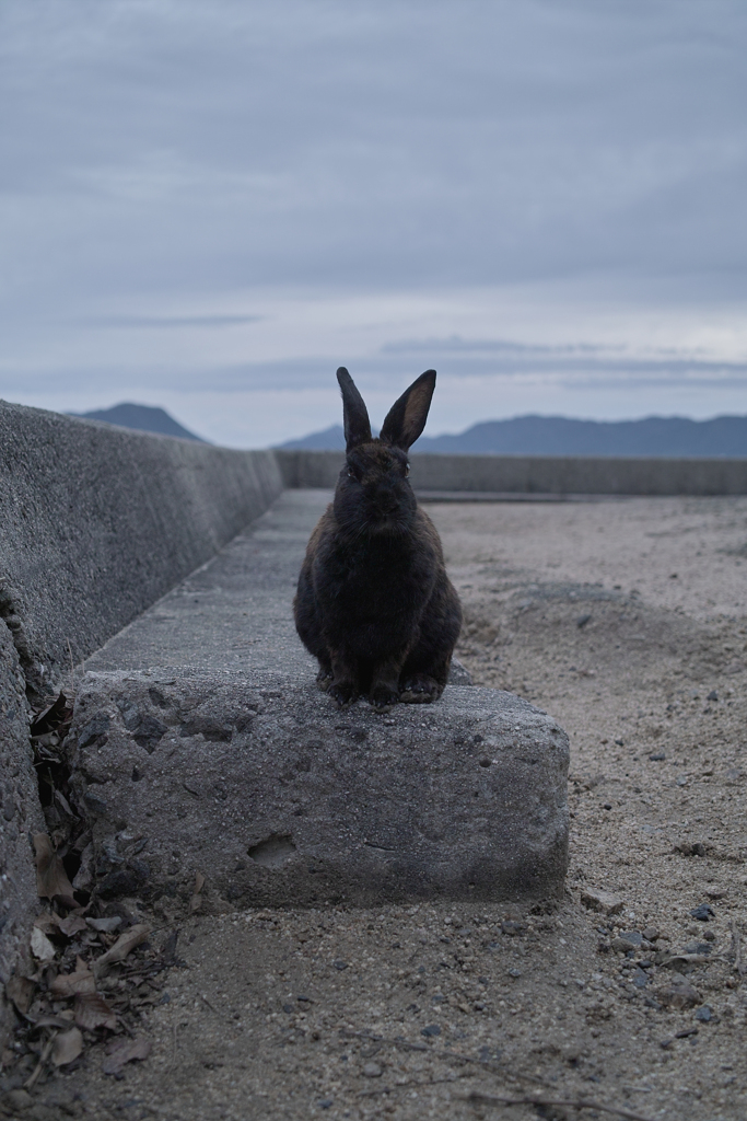 黒ウサギ