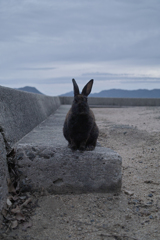 黒ウサギ
