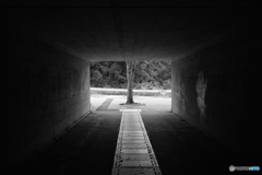 このきは なんだか きれそうだ！