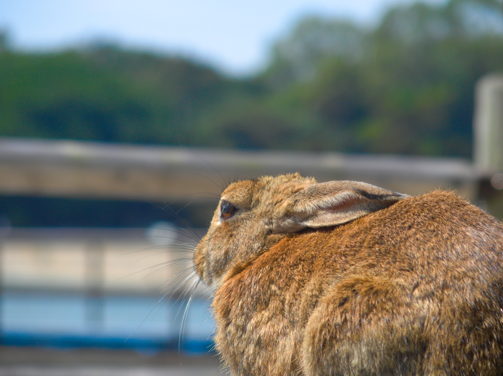 海見ウサギ