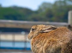 海見ウサギ