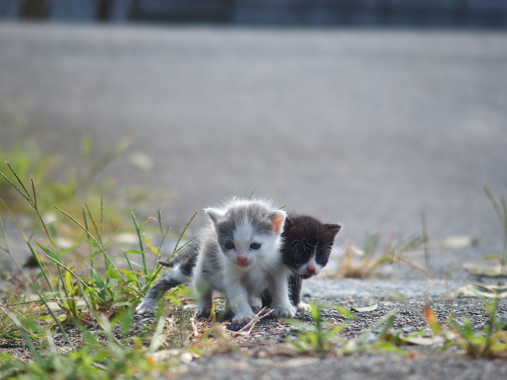 こねこ