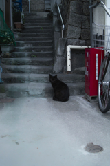 黒猫