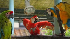 ルリコンゴウインコ