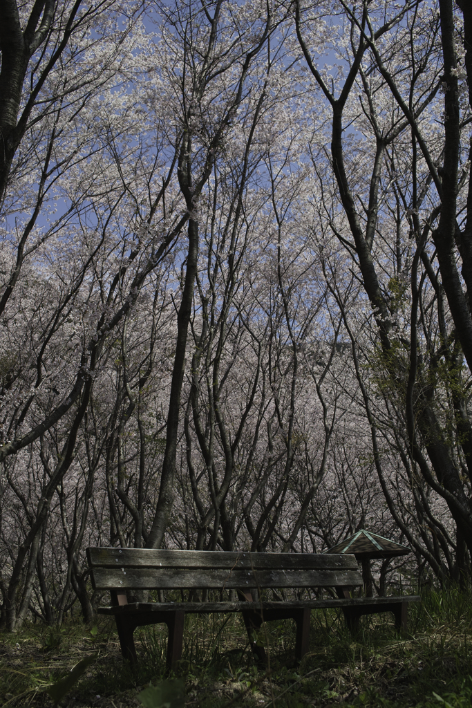 ひょろなが桜