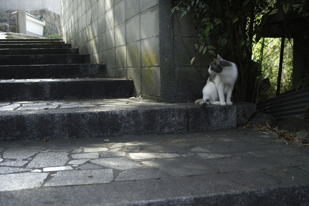 余所見猫