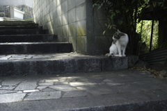 余所見猫