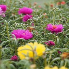 お花畑風