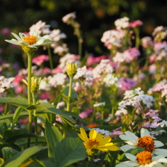 夕方のお花