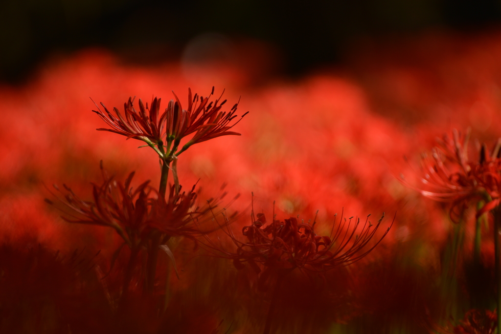 曼殊沙華～紅と黒と