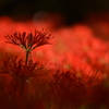 曼殊沙華～紅と黒と