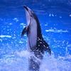 カマイルカの立ち泳ぎ