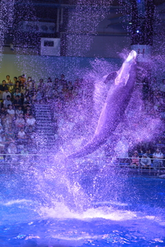 オキゴンドウ～水の衣を巻き上げて