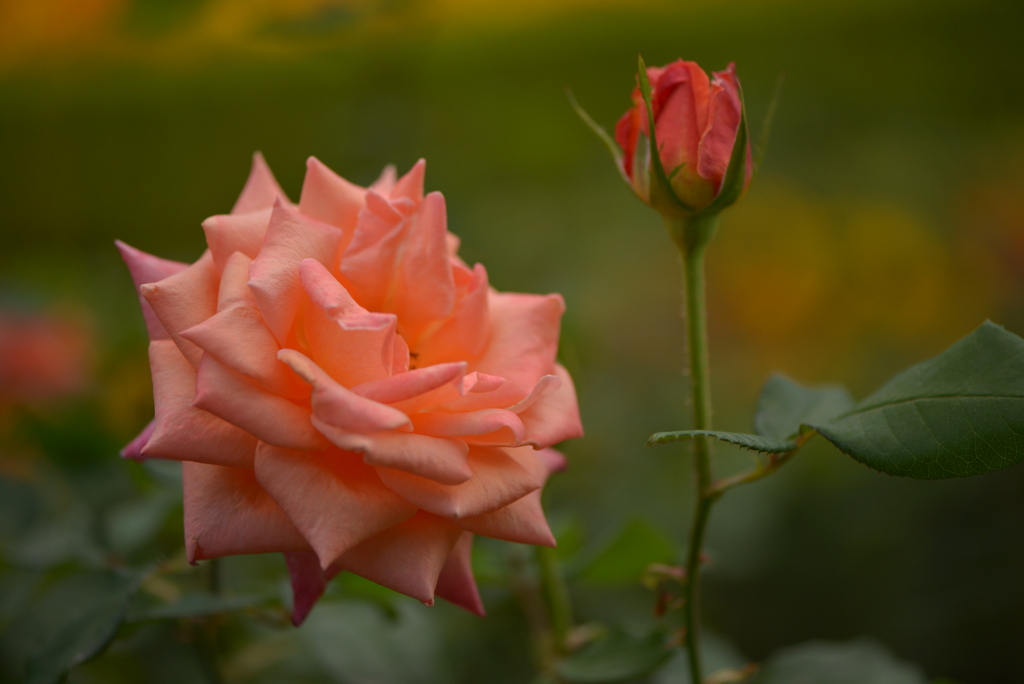 薔薇～花と蕾と