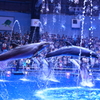 イルカたちと水の協演
