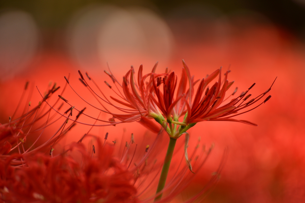 曼殊沙華