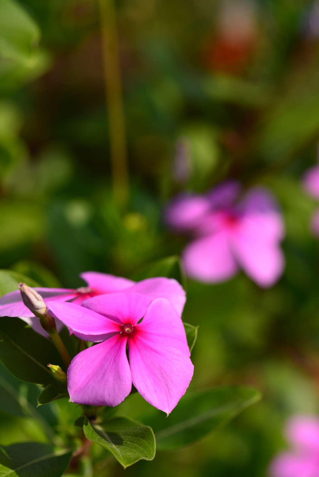 日日草～お花と蕾と