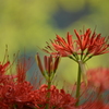 曼殊沙華～花と蕾と赤と緑と