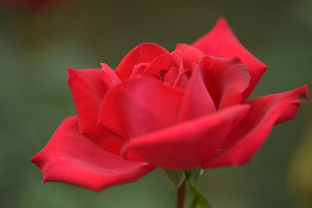 深紅の薔薇