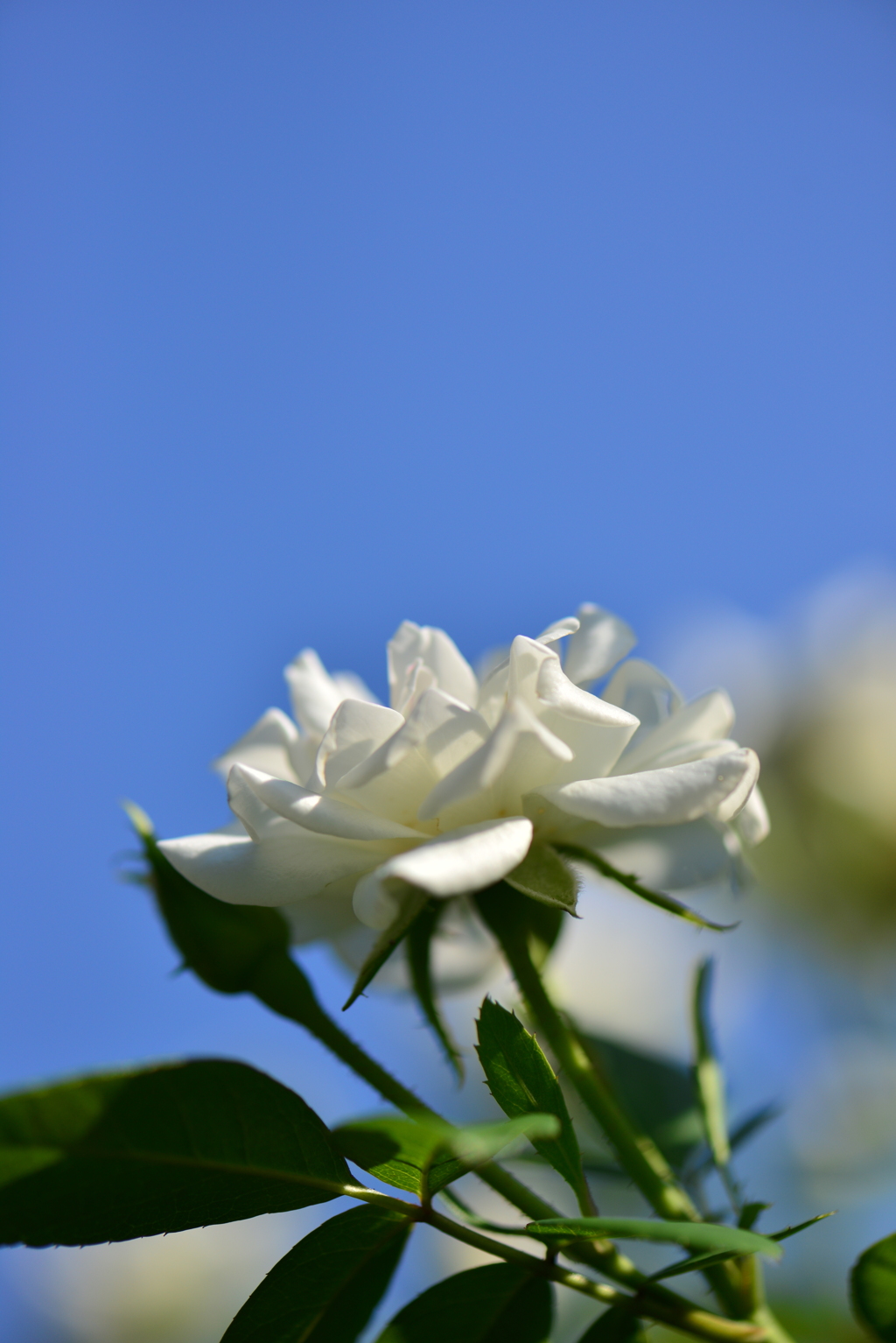 薔薇～青空に向かって