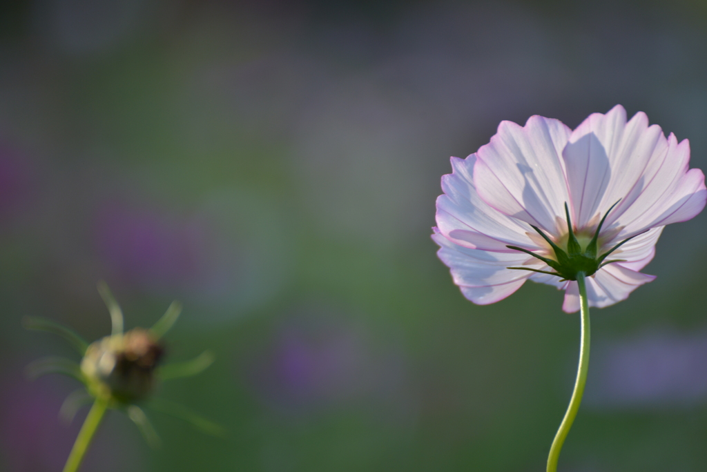 コスモス～花と蕾の後ろ姿