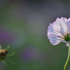 コスモス～花と蕾の後ろ姿