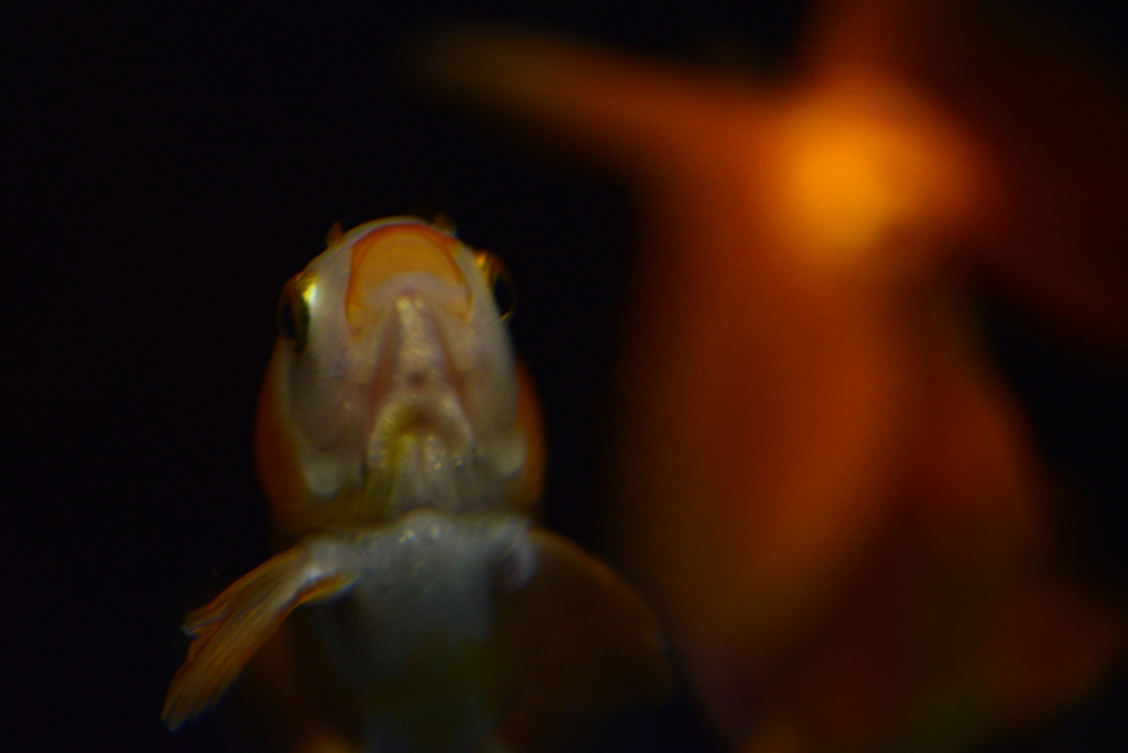 すれ違う金魚たち