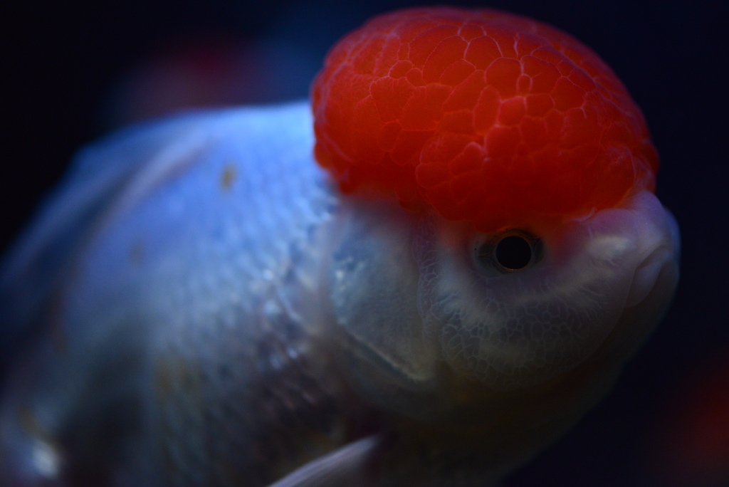 金魚～丹頂