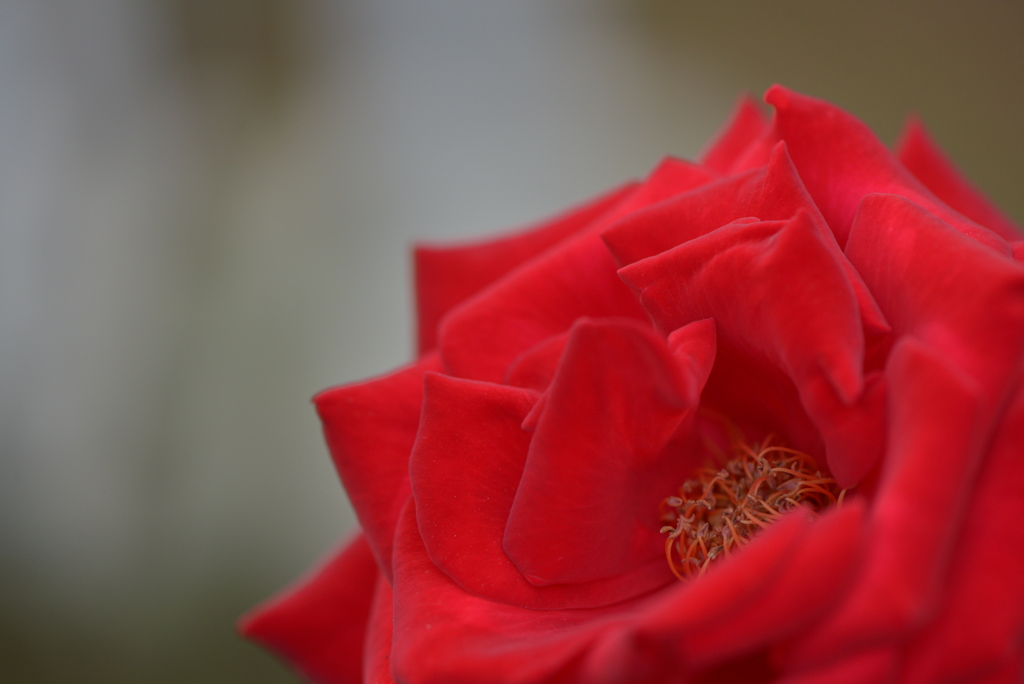 薔薇