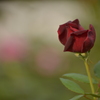 薔薇