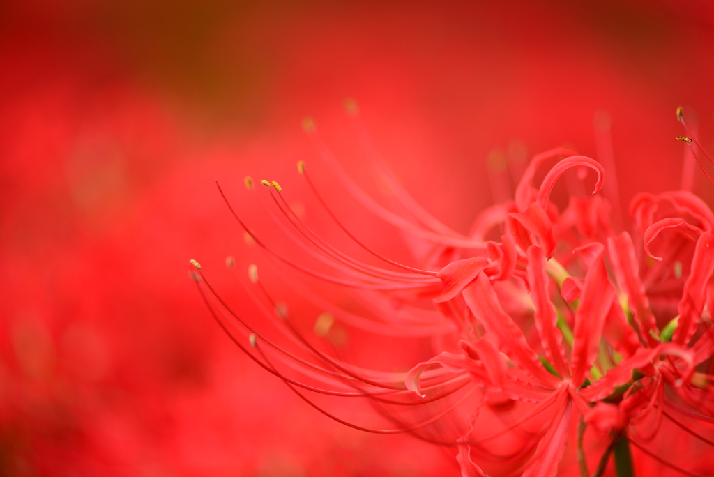 曼殊沙華