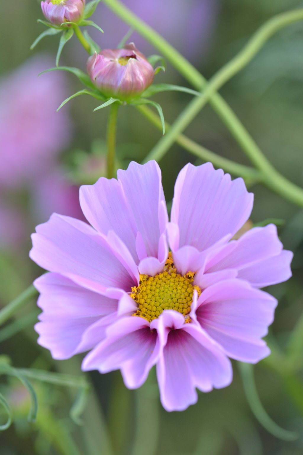 コスモス～シーシェルの花と蕾と