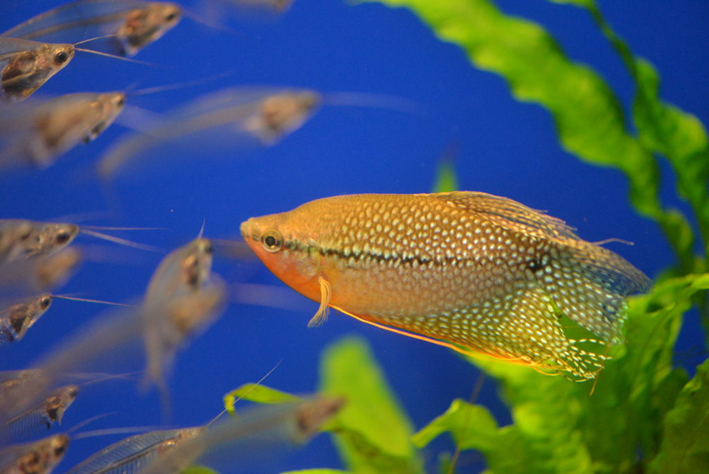熱帯魚