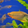 熱帯魚