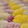 菊の絨毯