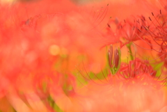 蕾～赤い花に囲まれて
