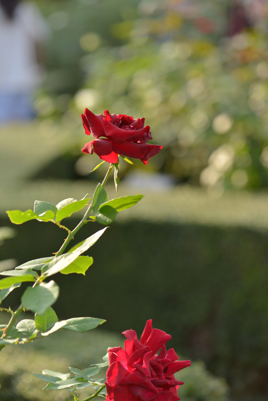 薔薇