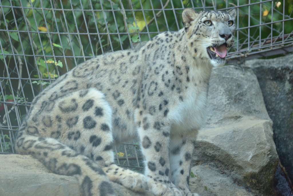 ユキヒョウ