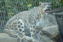 ユキヒョウ
