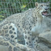 ユキヒョウ