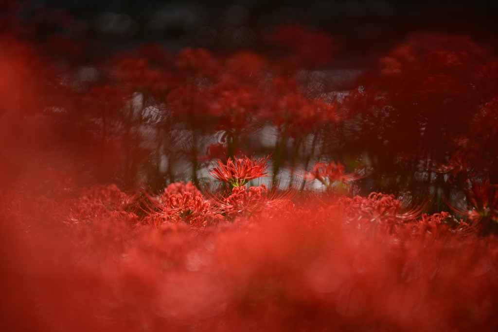 曼殊沙華～紅色の花々