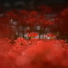 曼殊沙華～紅色の花々
