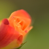 薔薇～これから