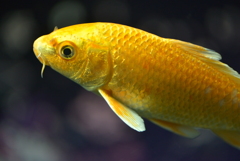 金色の魚