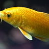 金色の魚