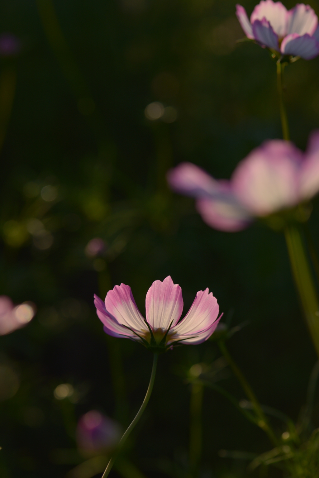 夕暮れ時の光を求めて