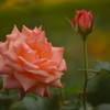 バラ～花と蕾と